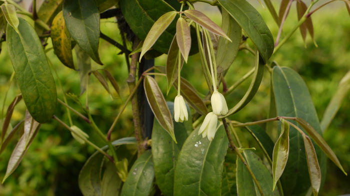 大花牛姆瓜Holboellia grandiflora 大花牛姆瓜Holboellia grandiflora