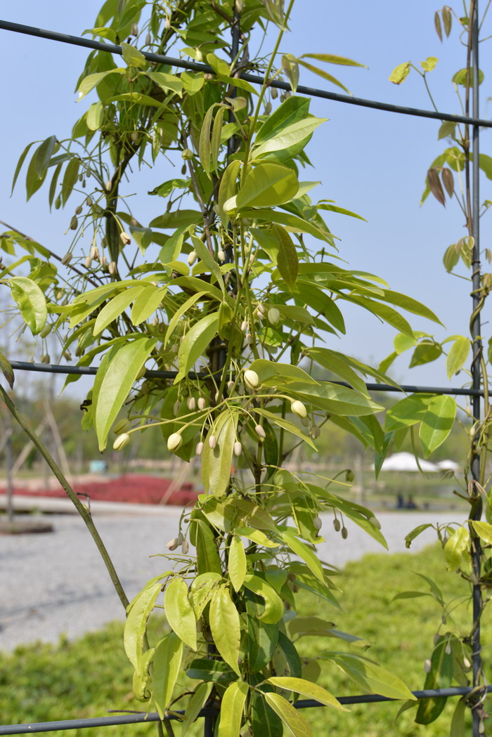 大花牛姆瓜Holboellia grandiflora 大花牛姆瓜Holboellia grandiflora