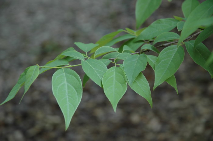 大果山胡椒Lindera praecox 大果山胡椒Lindera praecox