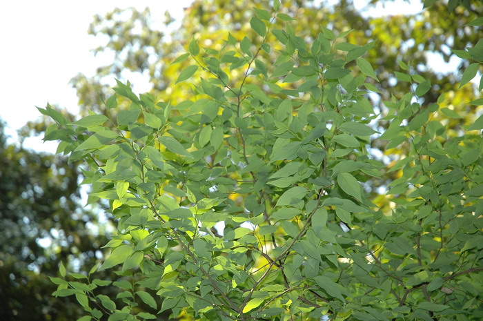 大果山胡椒Lindera praecox