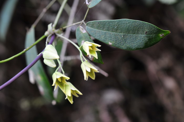 倒卵叶野木瓜Stauntonia obovata