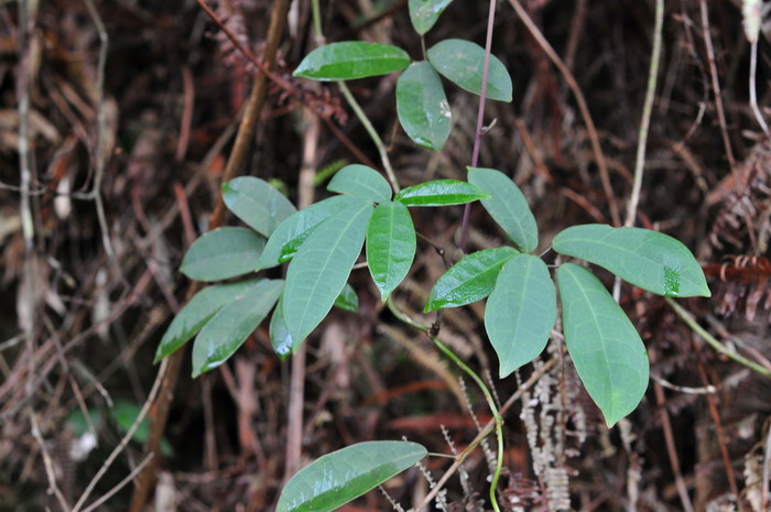 倒卵叶野木瓜Stauntonia obovata