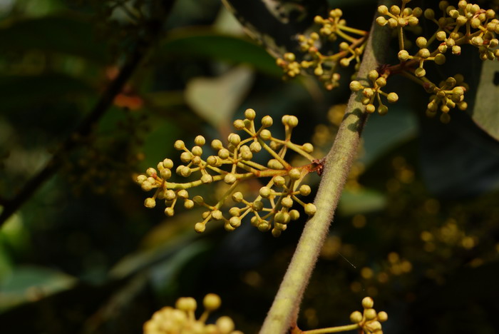 毛黄肉楠Actinodaphne pilosa 毛黄肉楠Actinodaphne pilosa