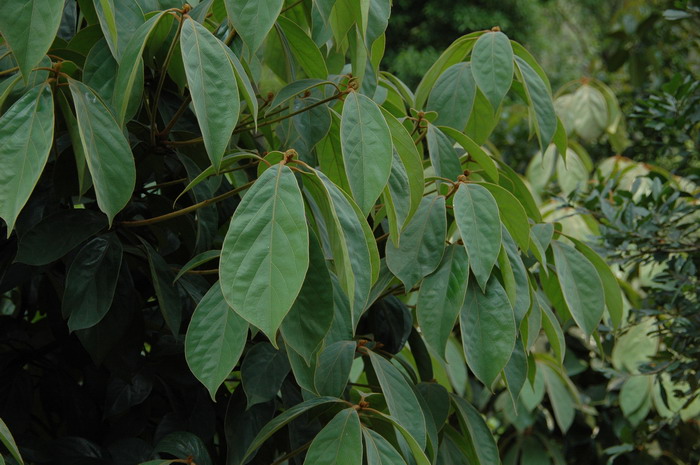 毛黄肉楠Actinodaphne pilosa 毛黄肉楠Actinodaphne pilosa