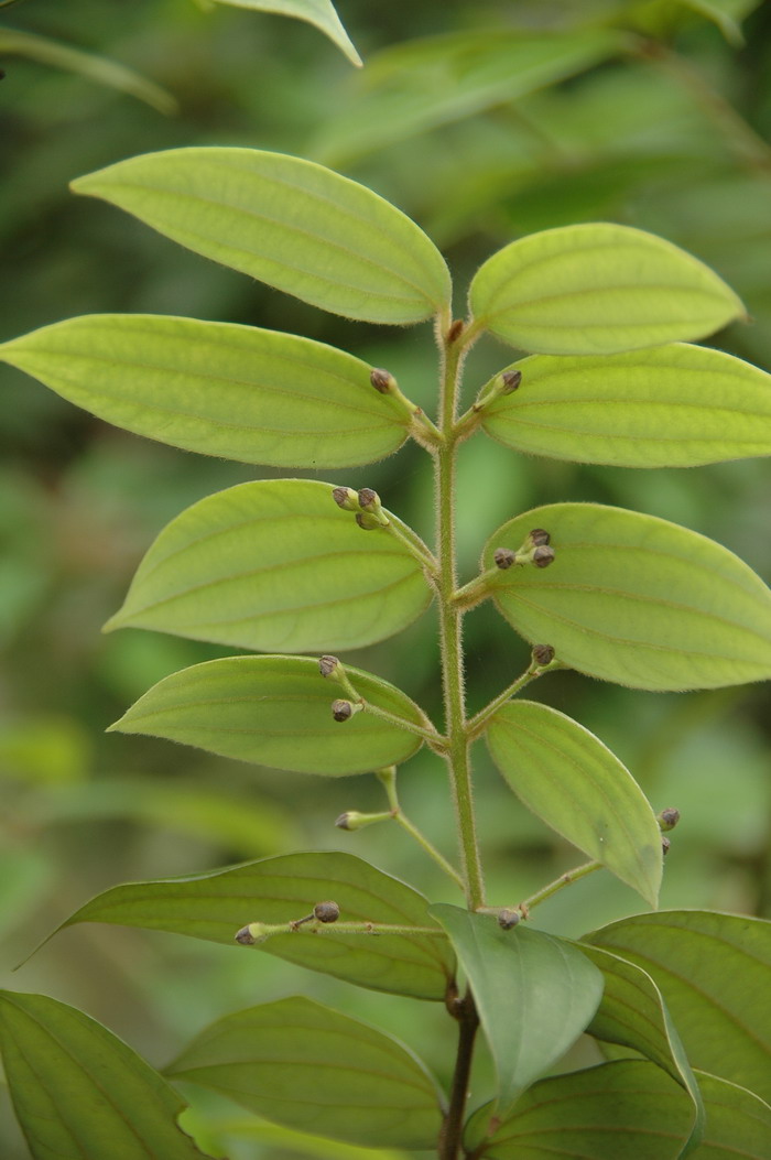 毛桂Cinnamomum appelianum 毛桂Cinnamomum appelianum