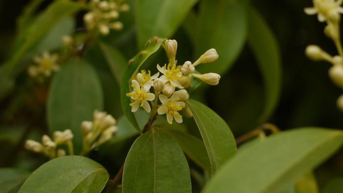 阴香Cinnamomum burmannii 阴香Cinnamomum burmannii