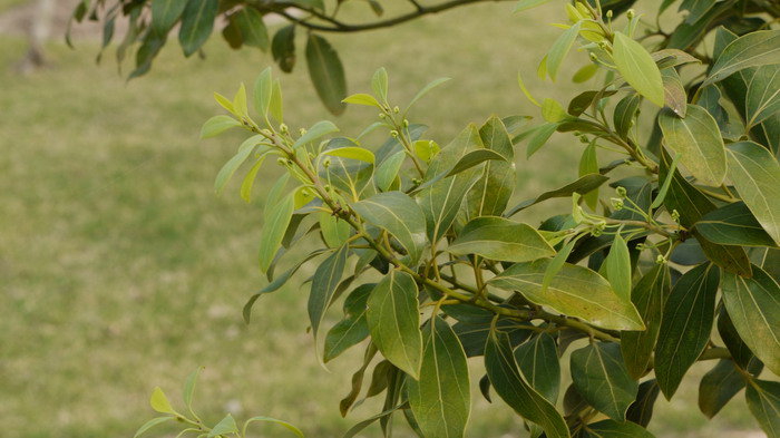 普陀樟Cinnamomum japonicum var. chenii 普陀樟Cinnamomum japonicum var. chenii