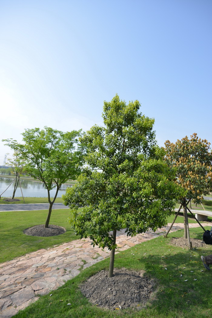 普陀樟Cinnamomum japonicum var. chenii 普陀樟Cinnamomum japonicum var. chenii