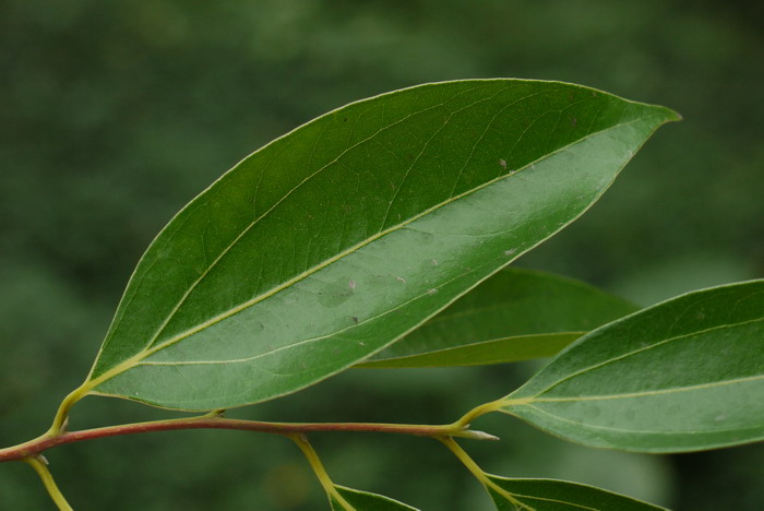 阴香Cinnamomum burmannii 阴香Cinnamomum burmannii