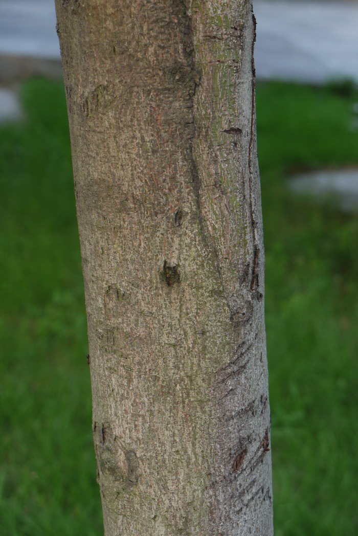 阴香Cinnamomum burmannii 阴香Cinnamomum burmannii