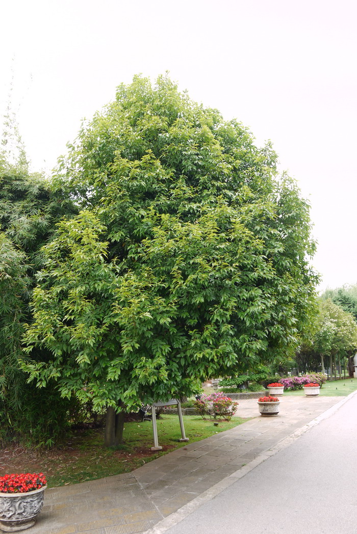 阴香Cinnamomum burmannii