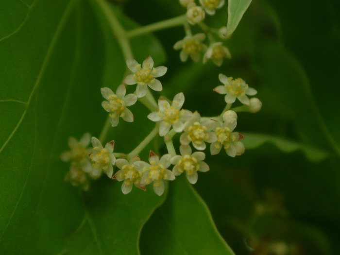 樟树Cinnamomum camphora 樟树Cinnamomum camphora