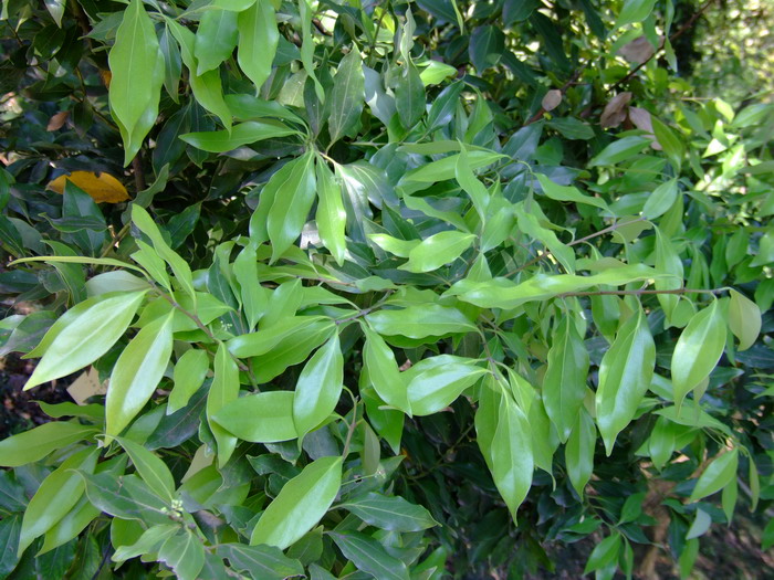天竺桂Cinnamomum japonicum 天竺桂Cinnamomum japonicum