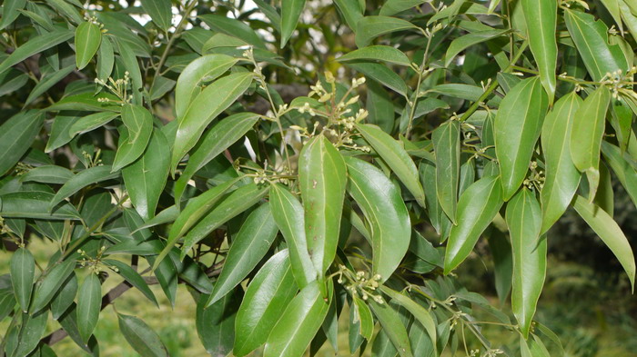 天竺桂Cinnamomum japonicum 天竺桂Cinnamomum japonicum