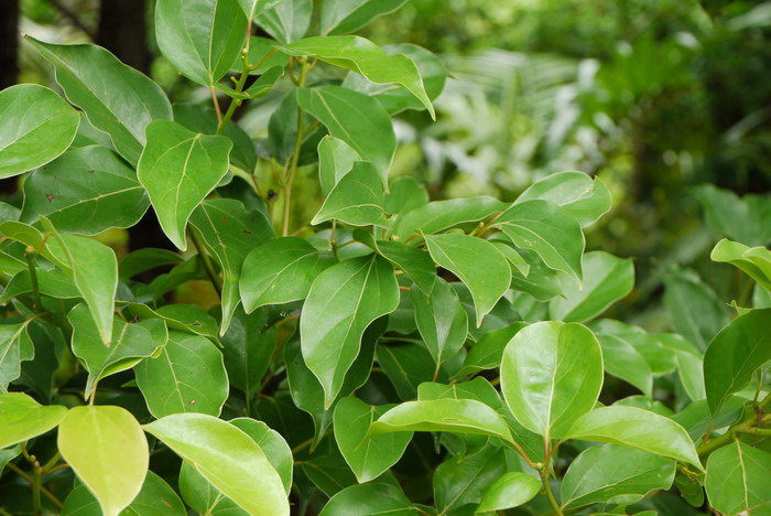 牛樟Cinnamomum kanehirae