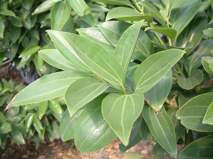 兰屿肉桂Cinnamomum kotoense 兰屿肉桂Cinnamomum kotoense