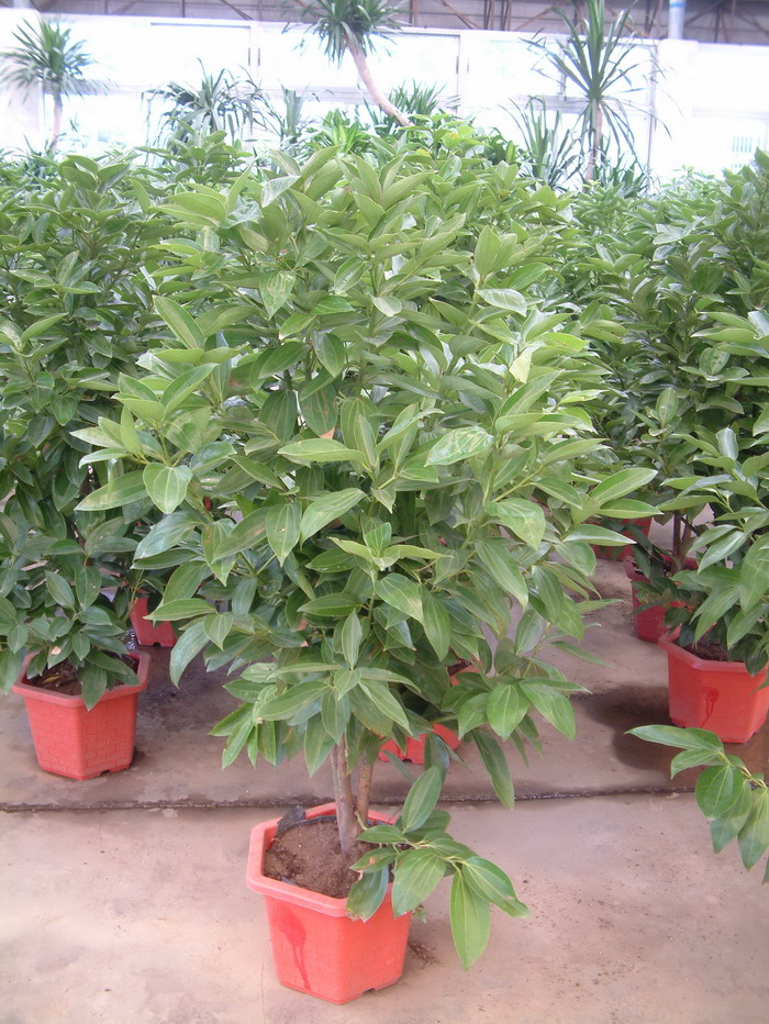 兰屿肉桂Cinnamomum kotoense
