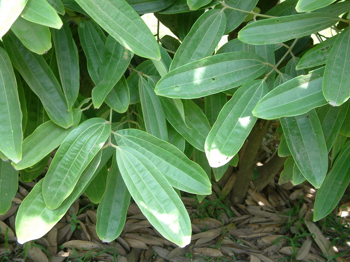 钝叶樟Cinnamomum obtusifolium 钝叶樟Cinnamomum obtusifolium