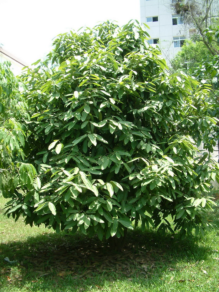 钝叶樟Cinnamomum obtusifolium