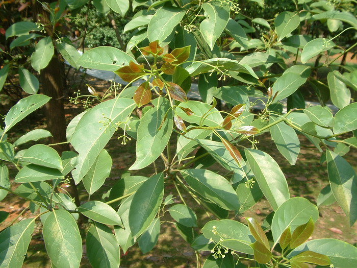 黄樟Cinnamomum parthenoxylon 黄樟Cinnamomum parthenoxylon