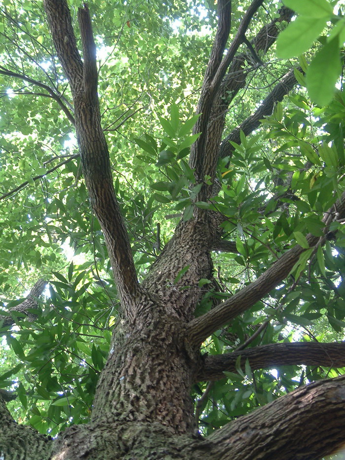 黄樟Cinnamomum parthenoxylon 黄樟Cinnamomum parthenoxylon