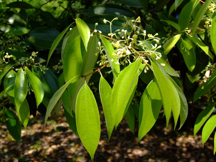 少花桂Cinnamomum pauciflorum 少花桂Cinnamomum pauciflorum