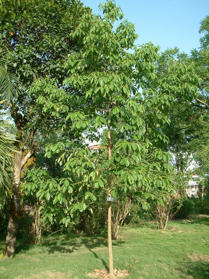 细毛樟Cinnamomum tenuipile