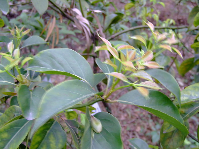 阳春樟Cinnamomum yangchunensis 阳春樟Cinnamomum yangchunensis