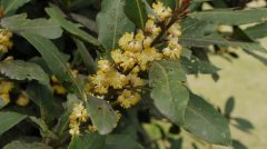 月桂Laurus nobilis