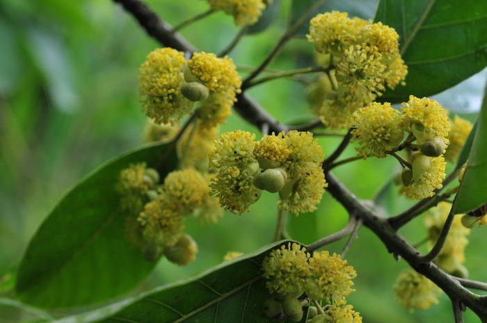 潺槁木姜子Litsea glutinosa