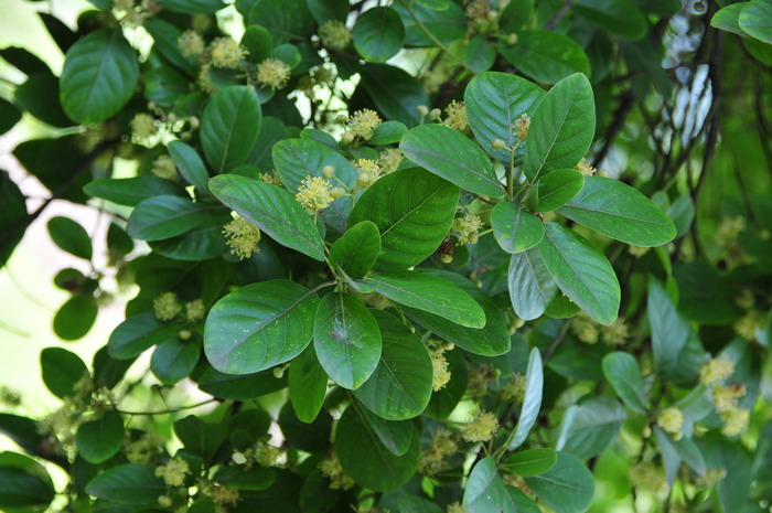 潺槁木姜子Litsea glutinosa