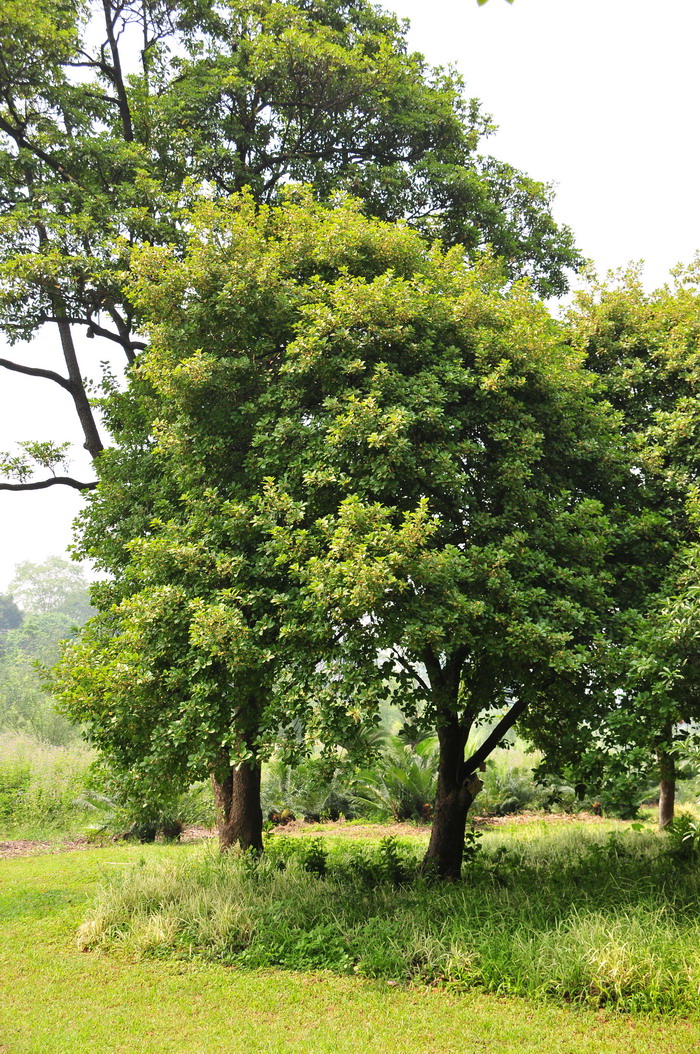 潺槁木姜子Litsea glutinosa