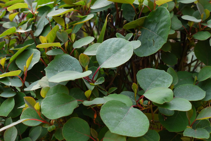杨叶木姜子Litsea populifolia