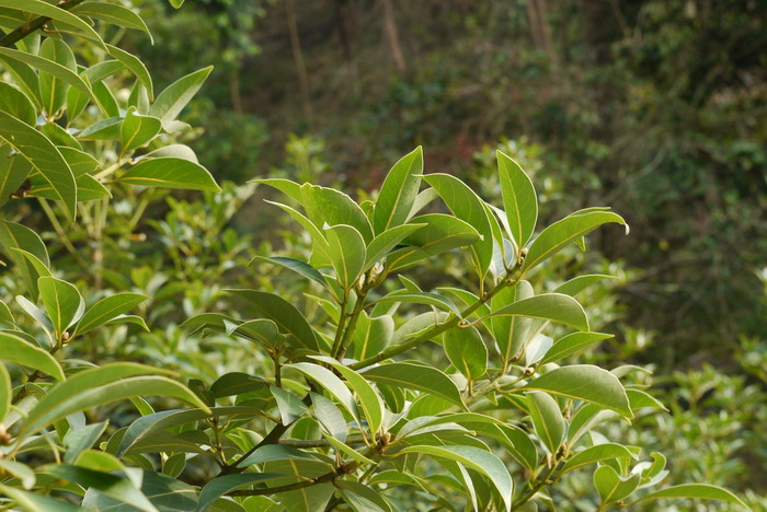 华润楠Machilus chinensis 华润楠Machilus chinensis