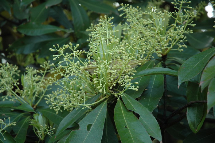 华东楠Machilus leptophylla 华东楠Machilus leptophylla