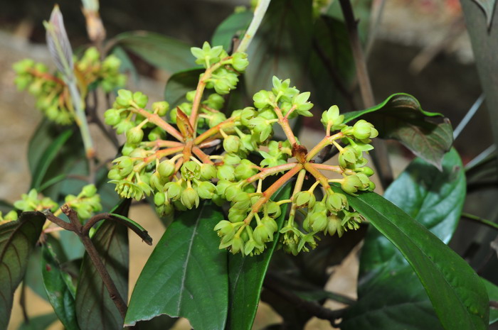 绒毛润楠Machilus velutina 绒毛润楠Machilus velutina