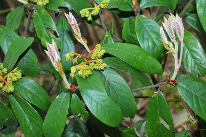 绒毛润楠Machilus velutina