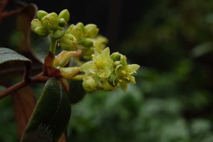 绒毛润楠Machilus velutina