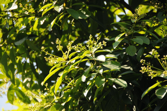 梨润楠Machilus pomifera 梨润楠Machilus pomifera