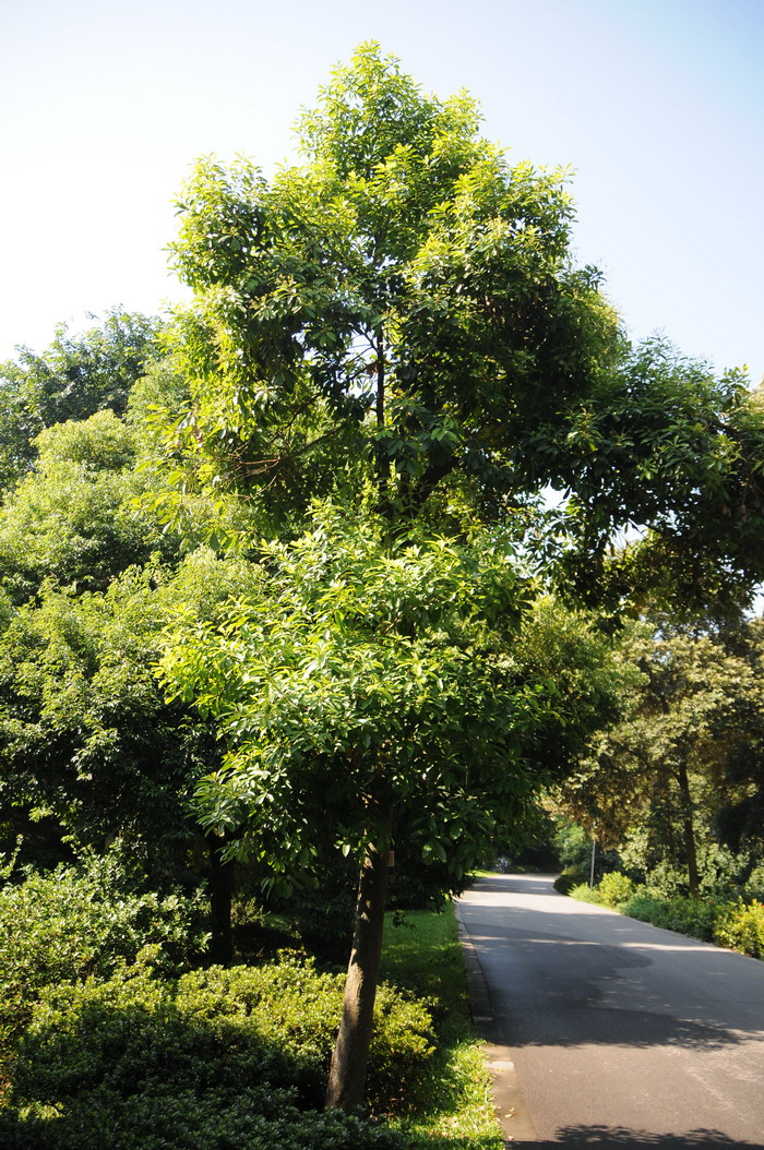 梨润楠Machilus pomifera 梨润楠Machilus pomifera