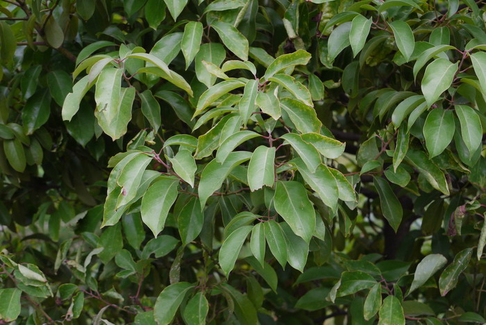 滇润楠Machilus yunnanensis 滇润楠Machilus yunnanensis