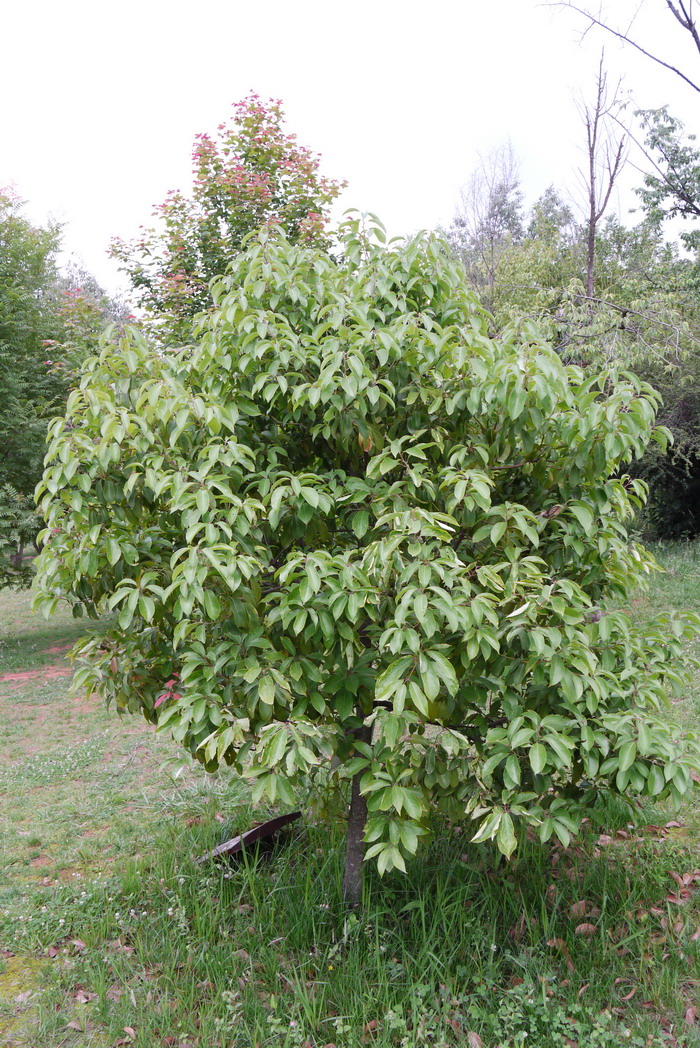 滇润楠Machilus yunnanensis 滇润楠Machilus yunnanensis