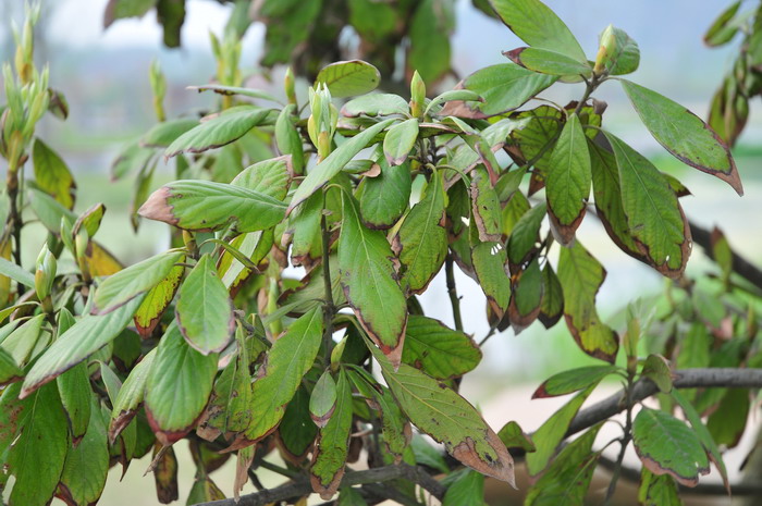 闽楠Phoebe bournei 闽楠Phoebe bournei