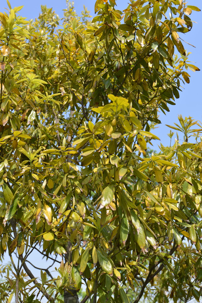 闽楠Phoebe bournei 闽楠Phoebe bournei