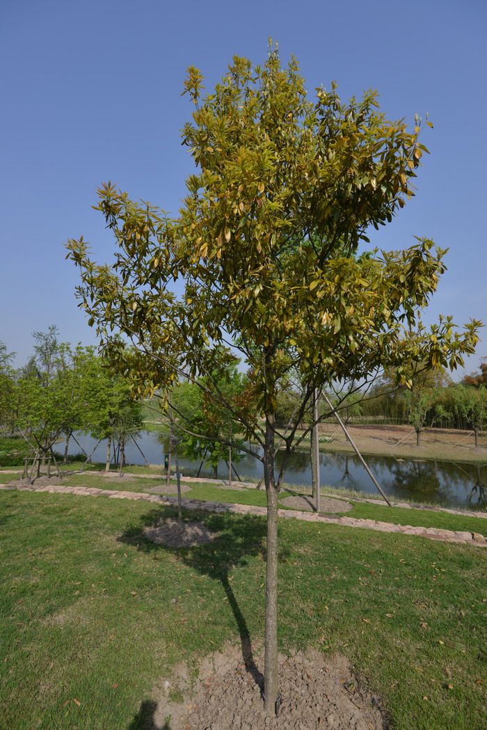 闽楠Phoebe bournei 闽楠Phoebe bournei