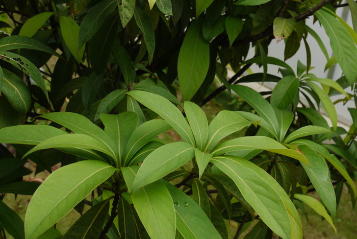 浙江楠Phoebe chekiangensis 浙江楠Phoebe chekiangensis
