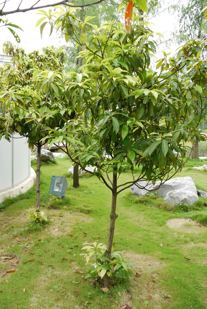 浙江楠Phoebe chekiangensis 浙江楠Phoebe chekiangensis