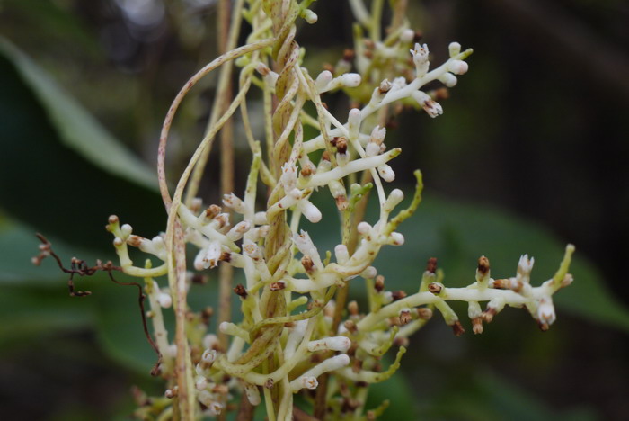 无根藤Cassytha filiformis