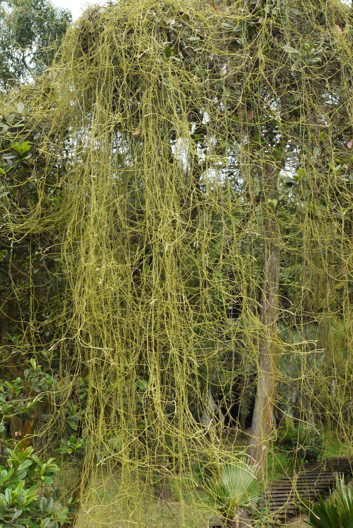 无根藤Cassytha filiformis 无根藤Cassytha filiformis