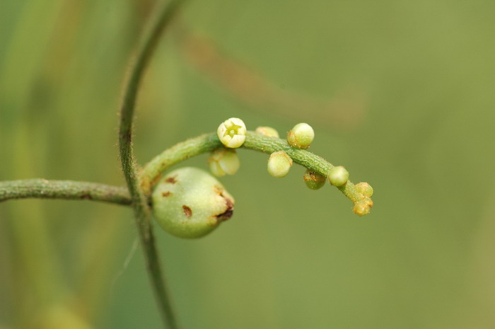 无根藤Cassytha filiformis